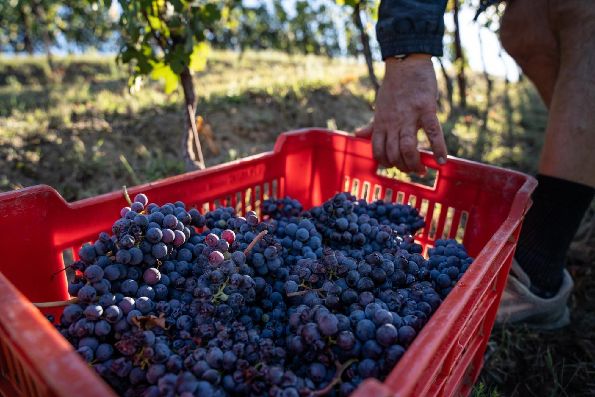 Agriturismo Antichi Poderi Gallina 内维 外观 照片